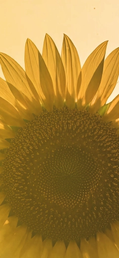 Pollen& Sun Pollen& Sun